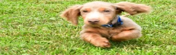 Miniature Dachshund dogs for sale: Bentley - Ad 10