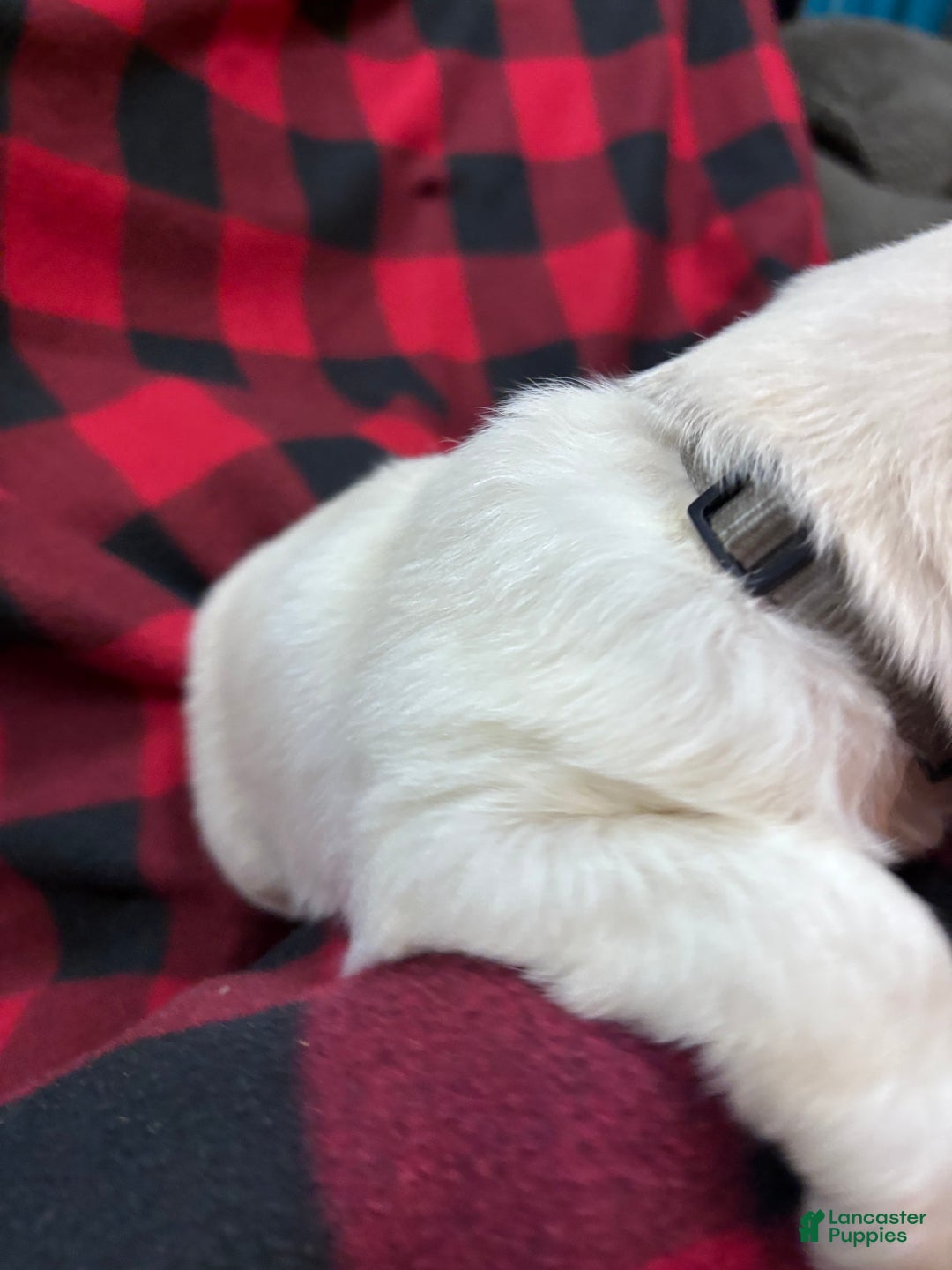 Labradoodle dogs for sale: Labradoodle Puppy 8 - Ad 4