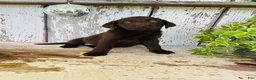 Labrador Retriever dogs for sale: Sadie - Ad 7