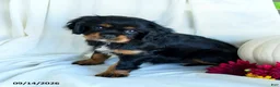Cavalier King Charles Spaniel dogs for sale: Petunia - Ad 2