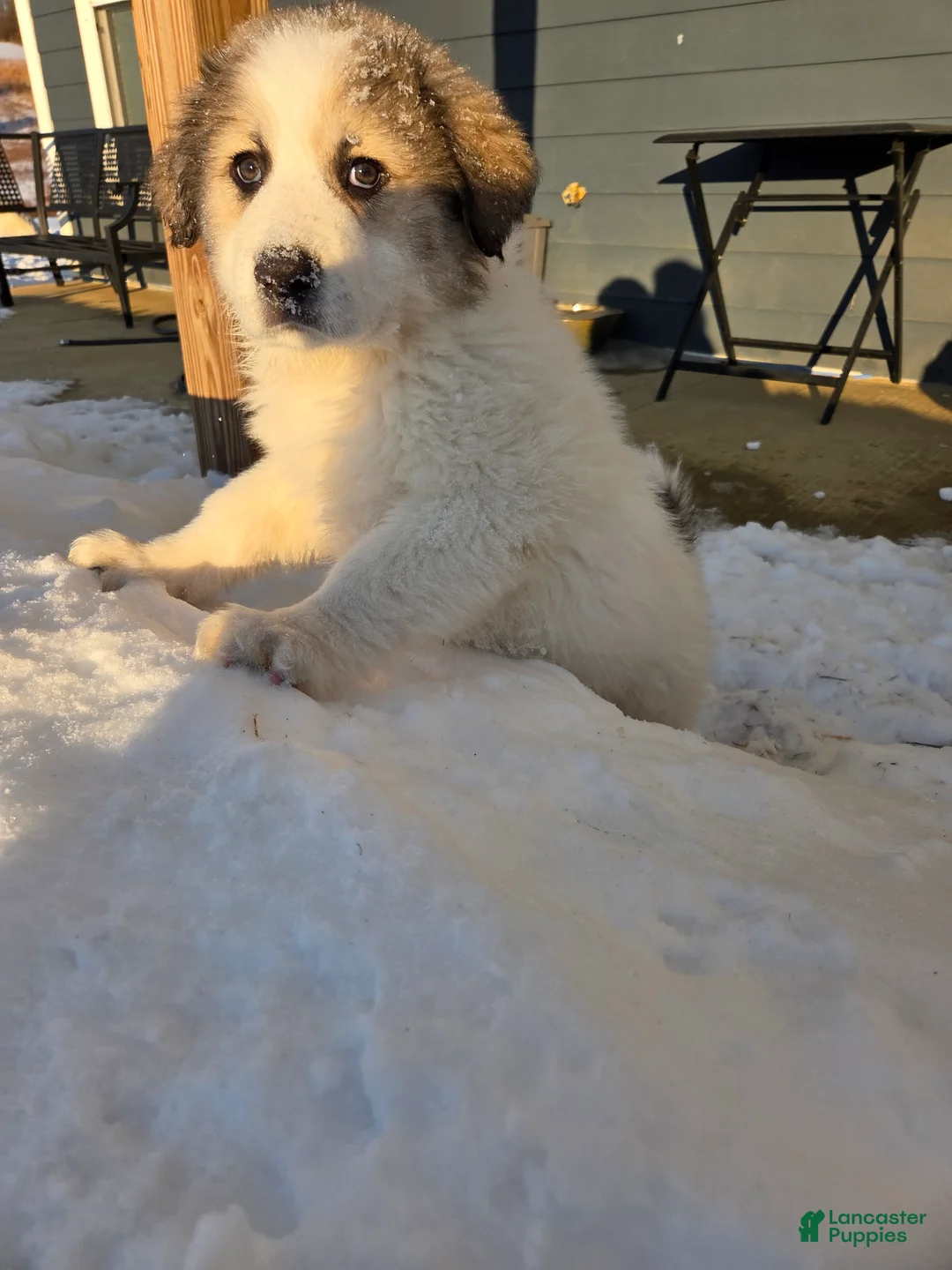 Great Pyrenees dogs for sale: Spot - Ad 2