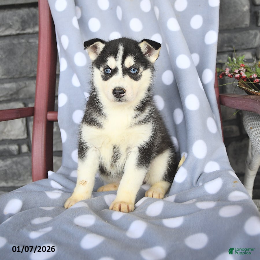 Siberian Husky dogs Cleo - Ad 16