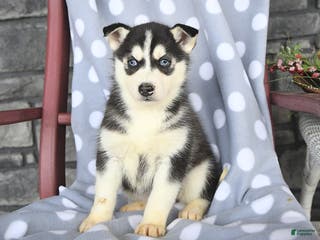 Siberian Husky dogs Cleo - Ad 26
