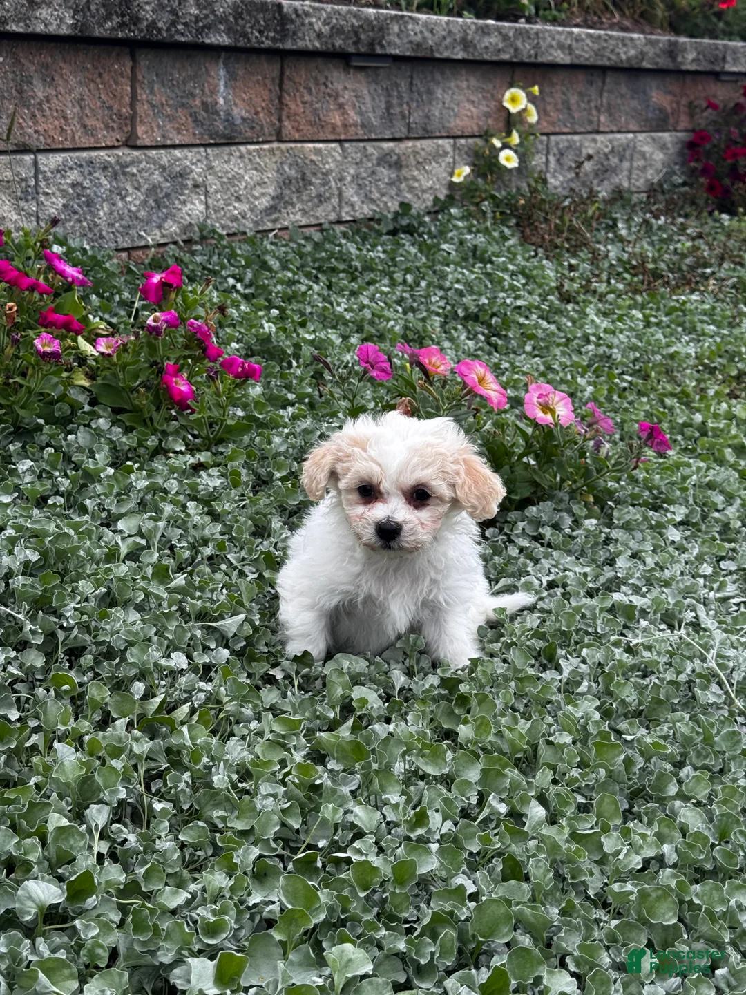 Teddy Bear dogs for sale: Joey - Ad 2