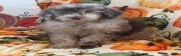 Miniature Labradoodle dogs for sale: Sally - Ad 4