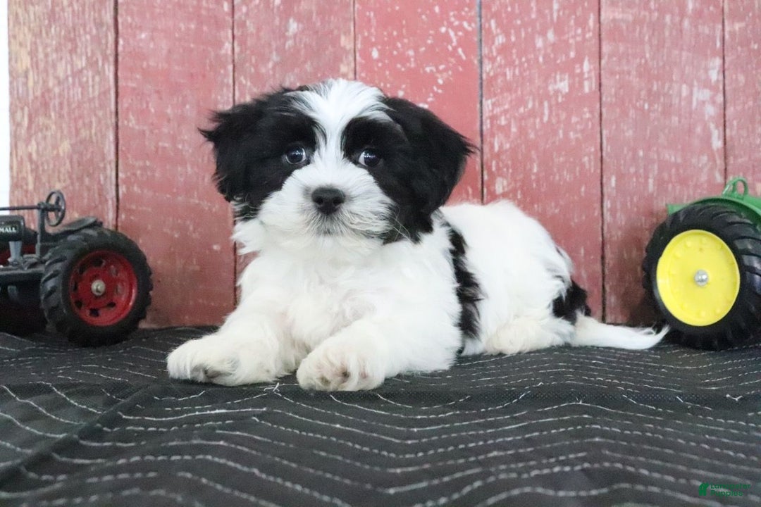 Teddy Bear dogs for sale: Lance - Ad 2