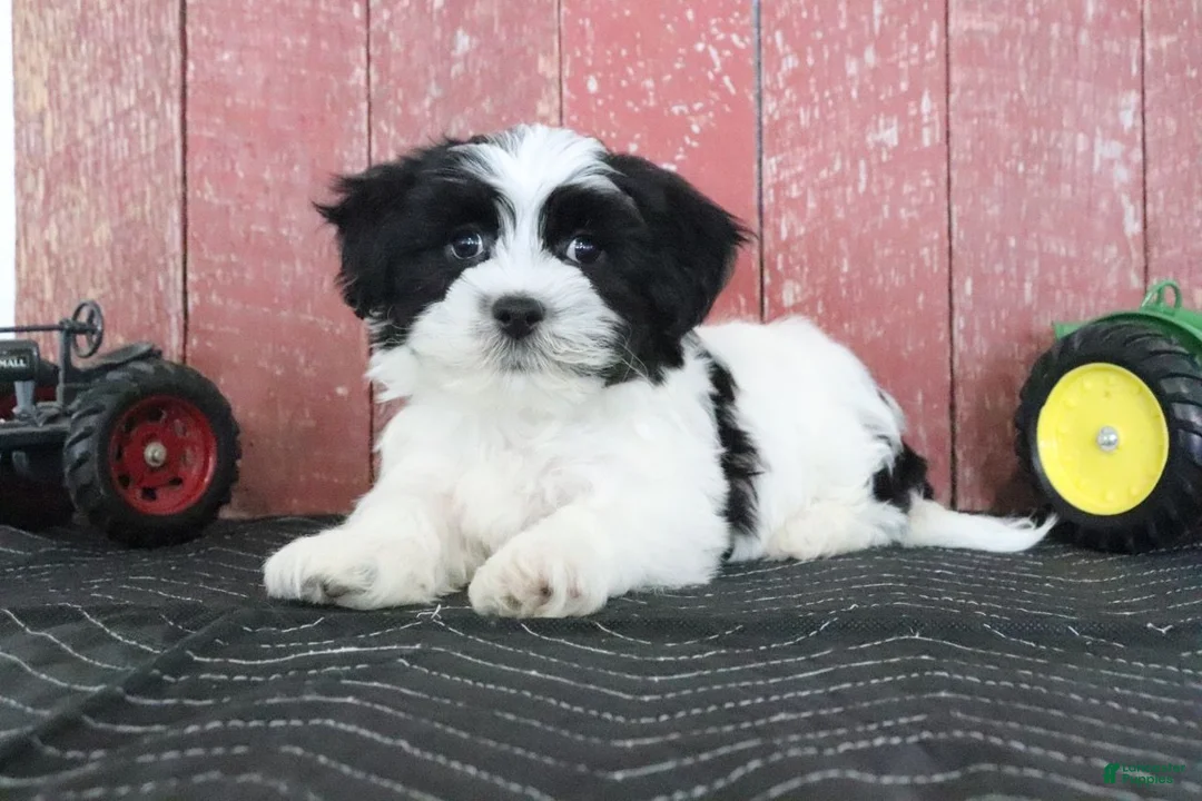 Teddy Bear dogs for sale: Lance - Ad 2