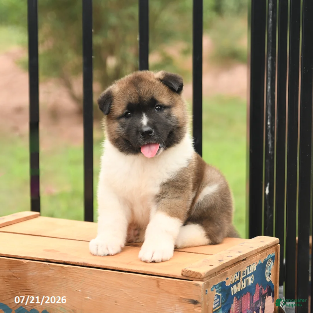 Akita dogs for sale: Starburst - Ad 1