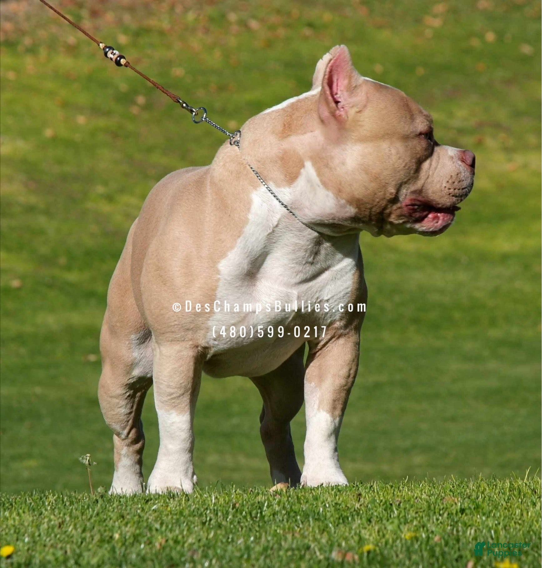 American Bully dogs Canelo for stud. - Ad 38