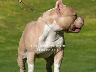 American Bully dogs Canelo for stud. - Ad 12