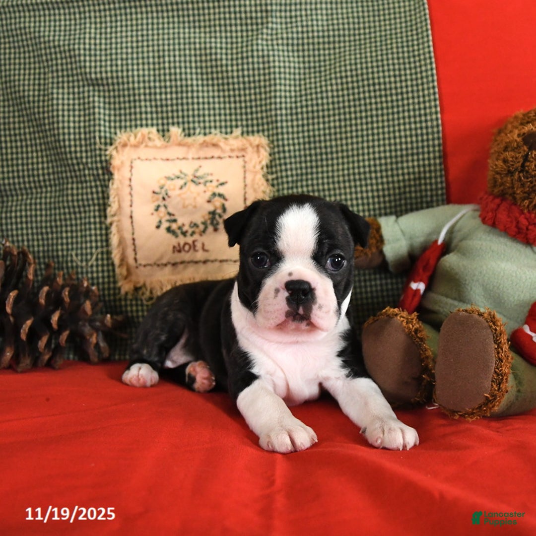 Boston Terrier dogs for sale: Oliana - Ad 10