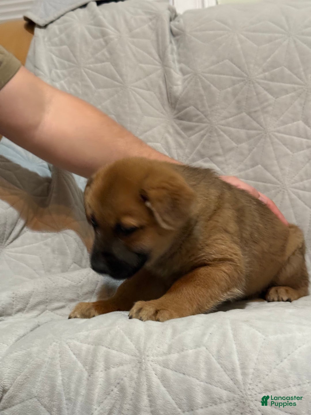 Mixed Breed dogs for sale: Mixed Breed Puppy 8 - Ad 2
