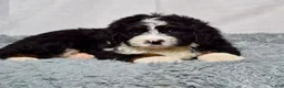 Bernedoodle dogs for sale: Wyatt - Ad 4