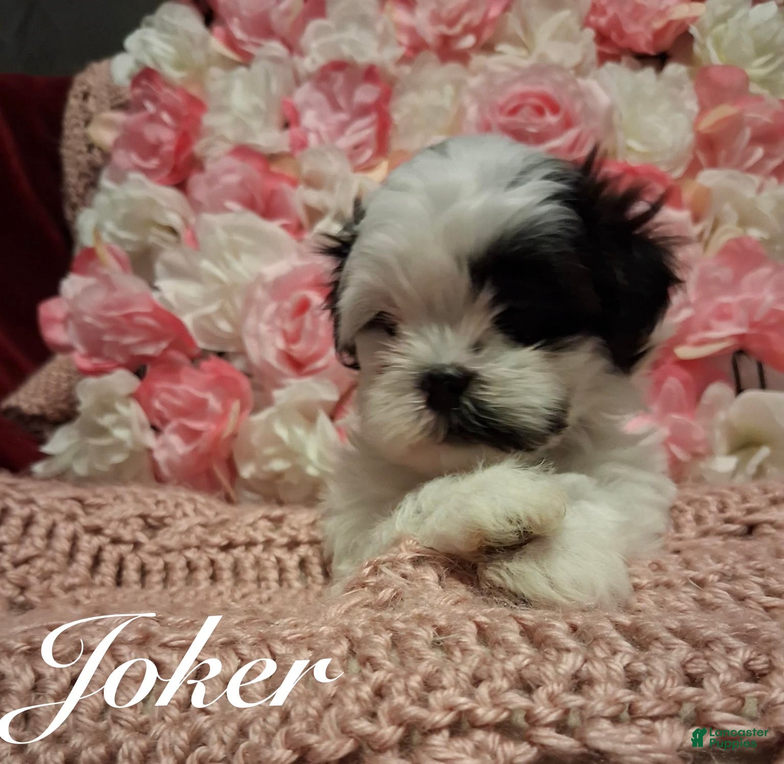 Shih Tzu dogs Joker  - Ad 11