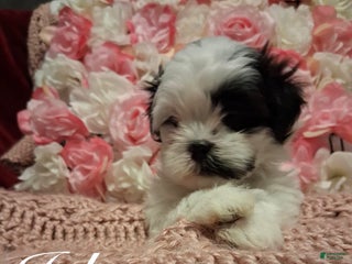 Shih Tzu dogs Joker - Ad 8