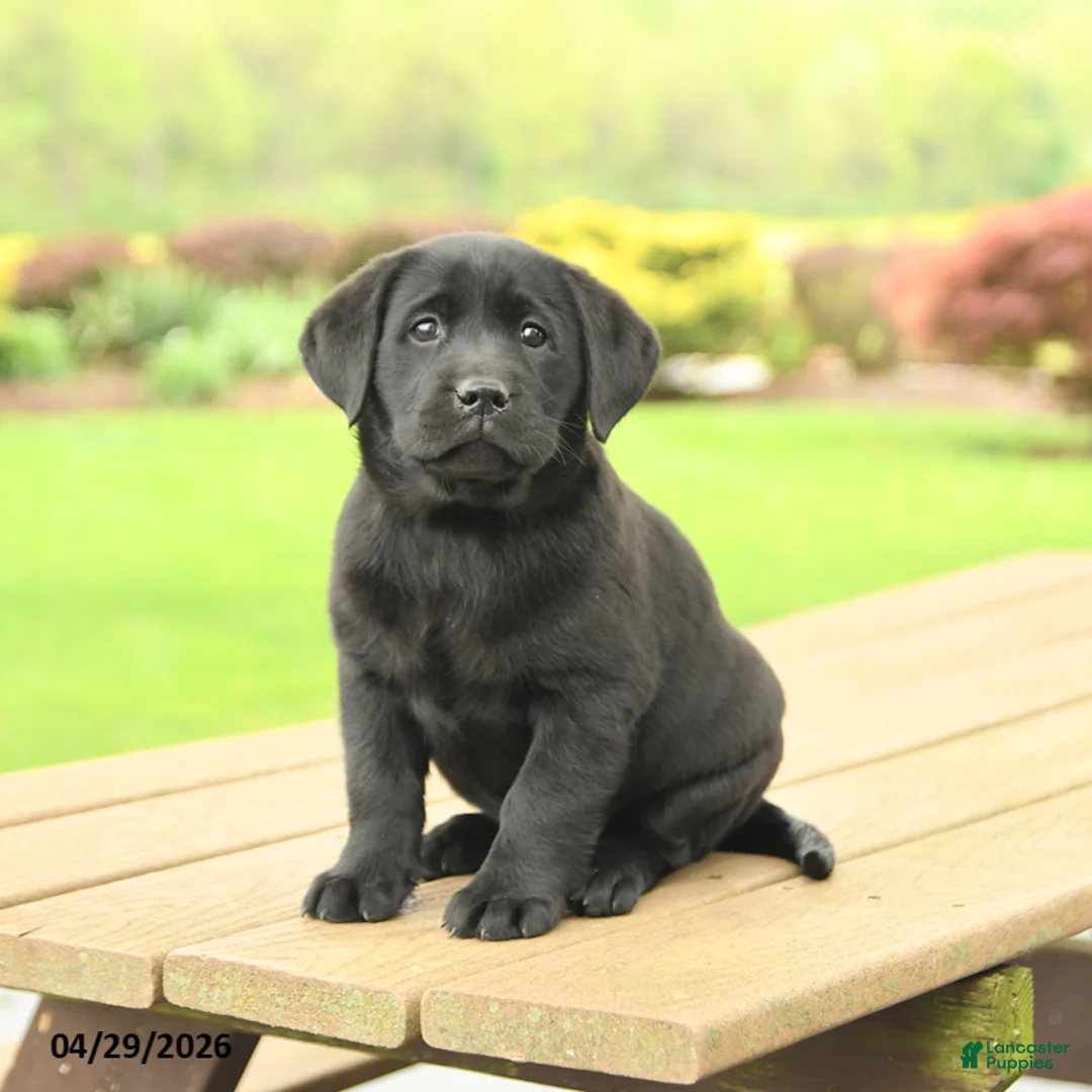 Labrador Retriever dogs for sale: Bella   - Ad 2