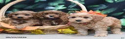 Cavapoo dogs for sale: Patsy - Ad 5