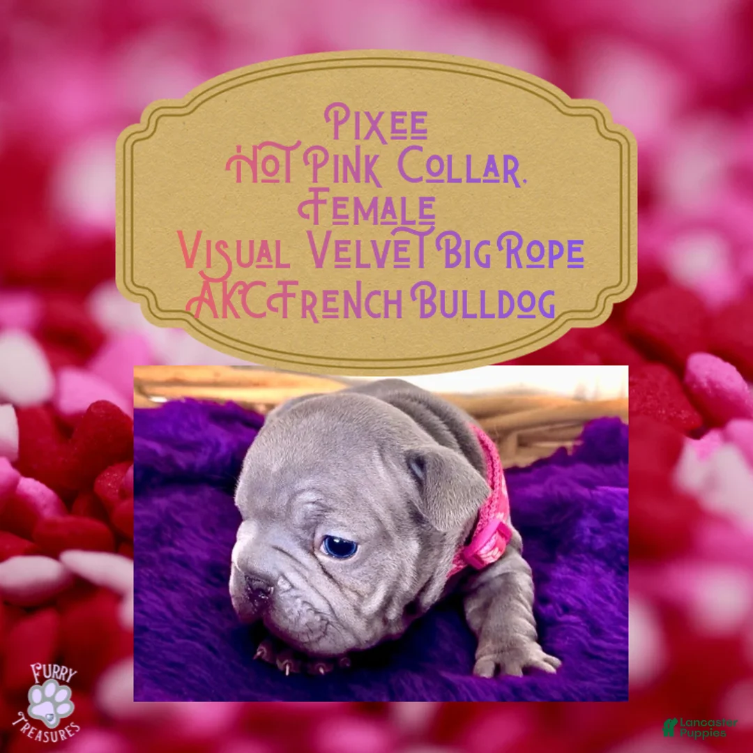 French Bulldog dogs for sale: Pixee “Hot Pink” Collar Female  - Ad 5