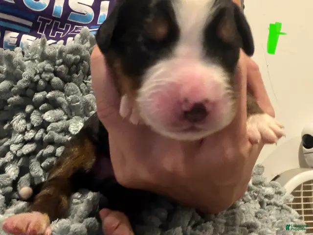 Bernese Mountain Dog dogs Green - Ad 16