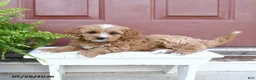 Cavapoo dogs for sale: Cuddles - Ad 4