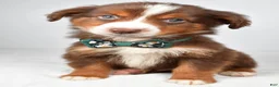 Miniature Australian Shepherd dogs for sale: Captain  - Ad 2