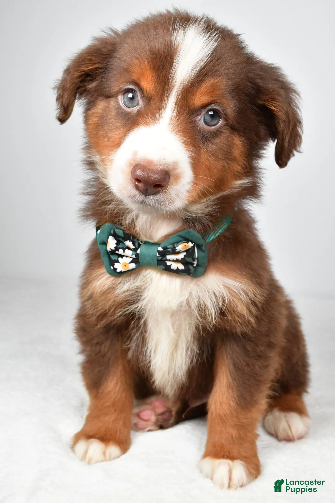 Miniature Australian Shepherd dogs for sale: Captain  - Ad 2
