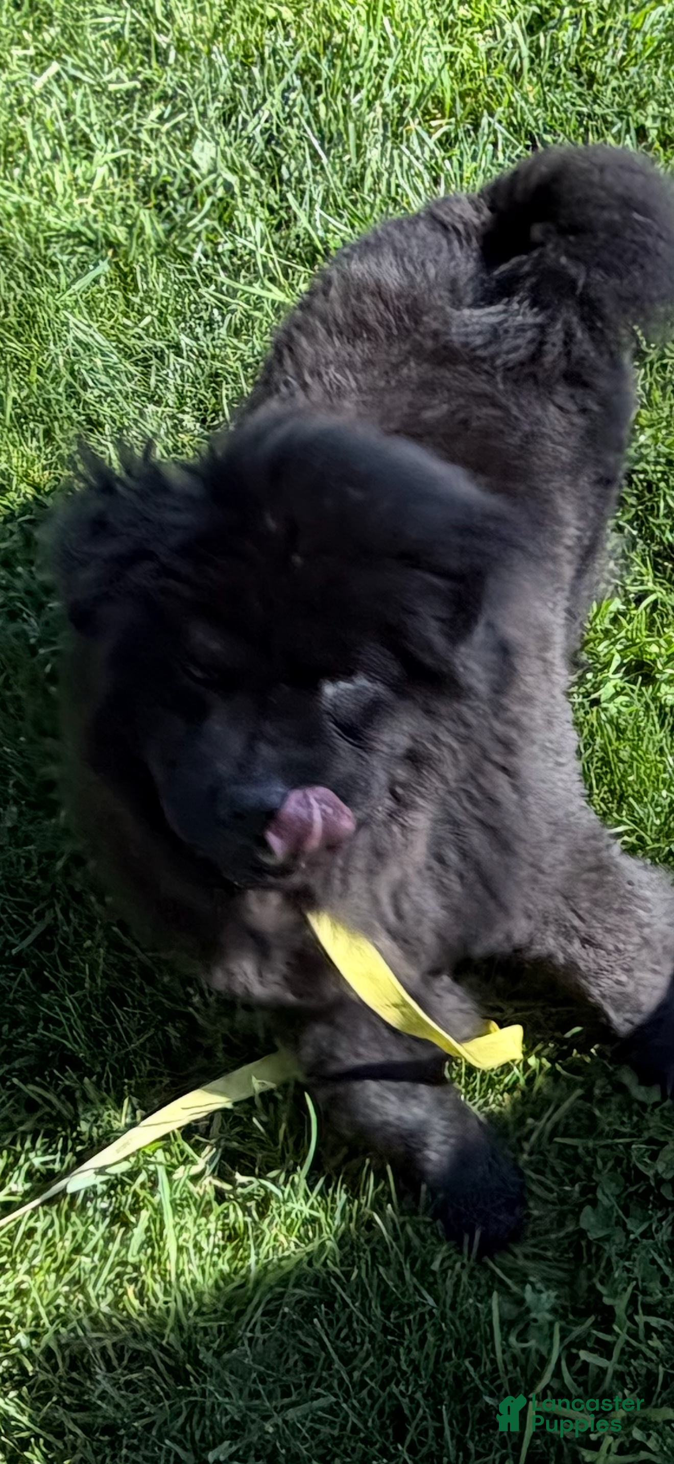 Chow Chow dogs for sale: Chow Chow Puppy 1 - Ad 1