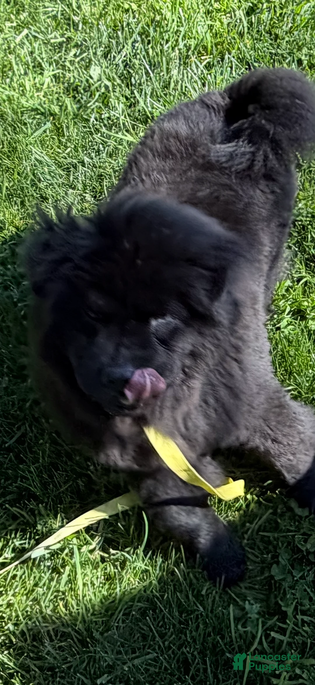 Chow Chow dogs for sale: Chow Chow Puppy 1 - Ad 1