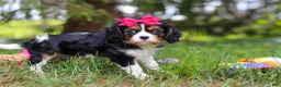 Cavalier King Charles Spaniel dogs for sale: Dove - Ad 4