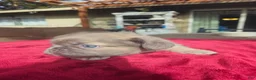 French Bulldog dogs for sale: Emerald - Ad 5