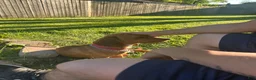 Dachshund dogs for stud: Copper and who? - Ad 3