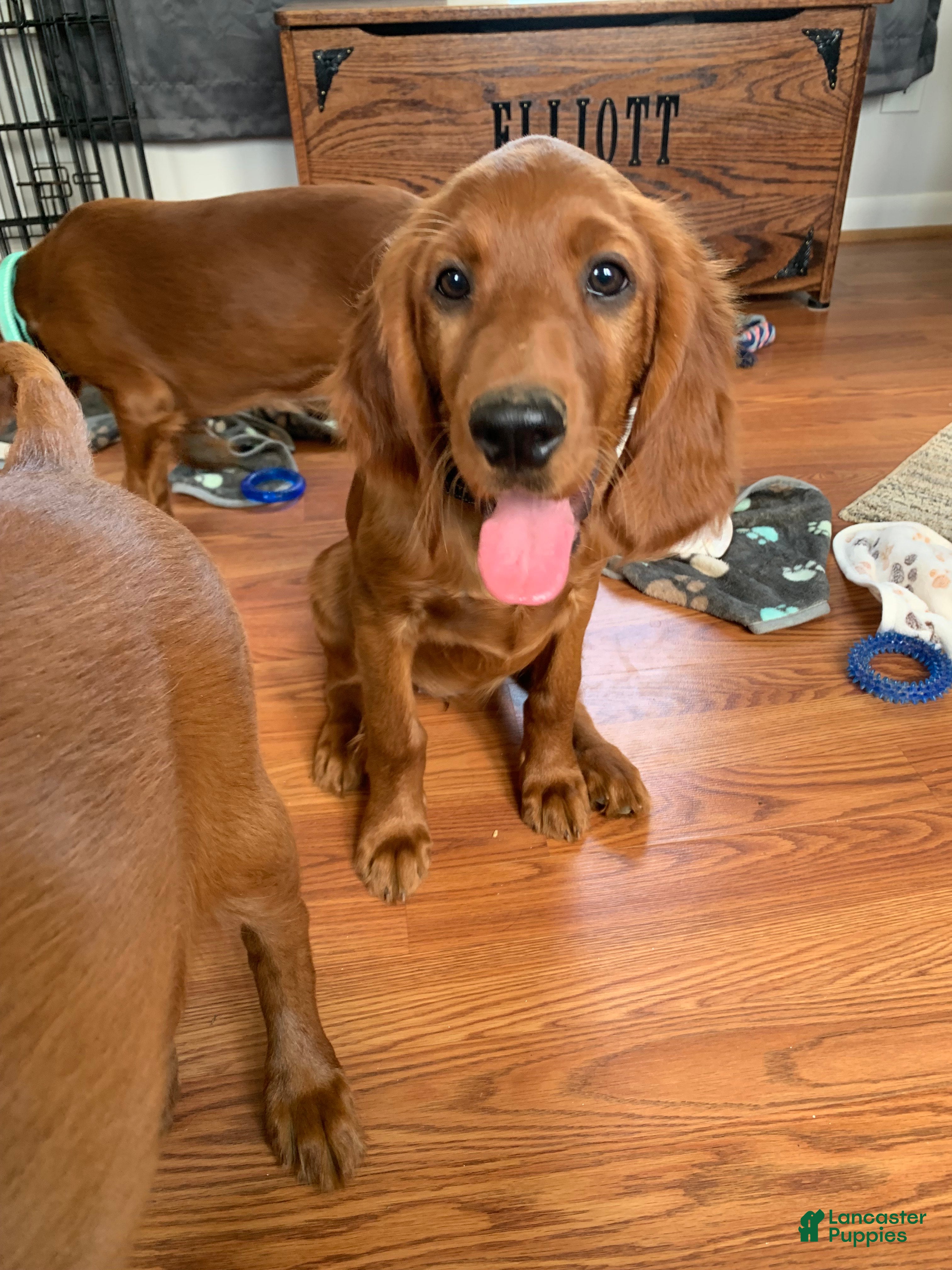 Irish Setter dogs for sale: Misty - Ad 2