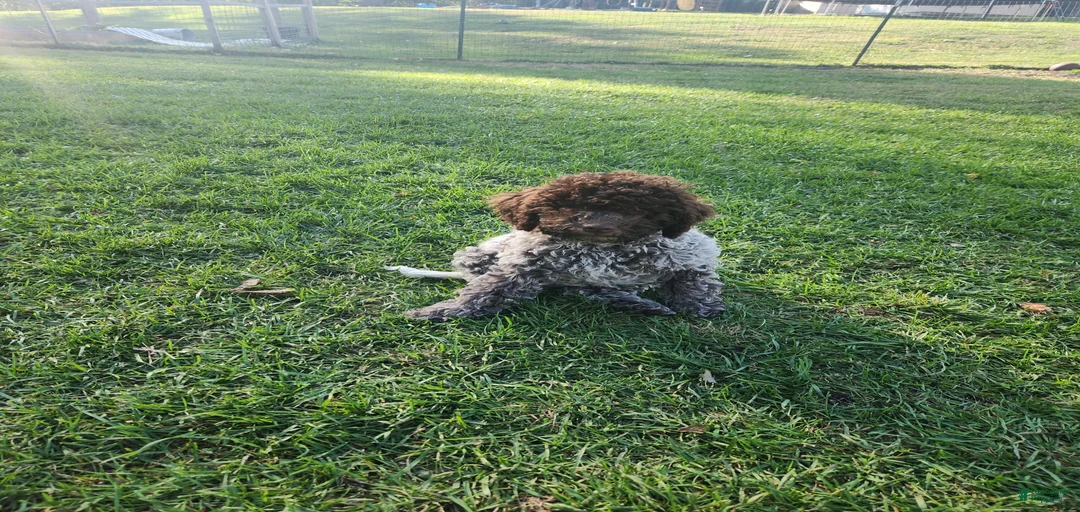 Gallery Image {{count}}