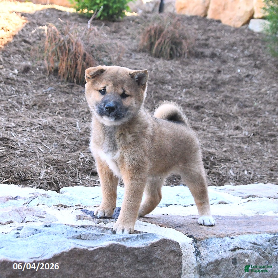 Shiba Inu dogs for sale: Sheriff - Ad 4