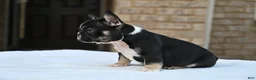 French Bulldog dogs for sale: Poppy - Ad 4
