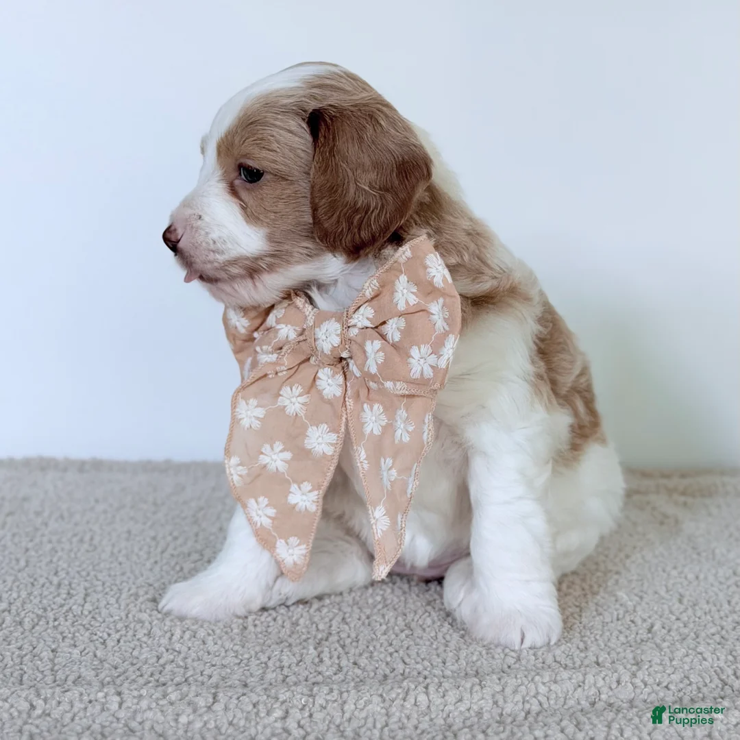 Mini Goldendoodle dogs for sale:  Daisy-mini  - Ad 2