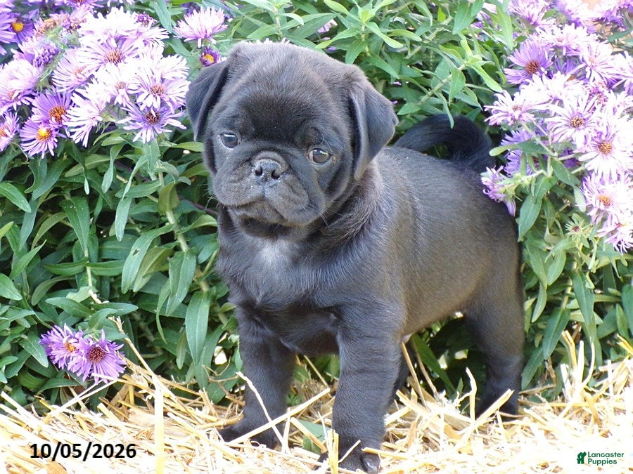 Pug dogs Davie - Ad 2
