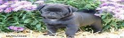 Pug dogs for sale: Davie - Ad 2