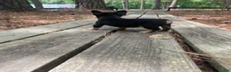 French Bulldog dogs for sale: Toto - Ad 8