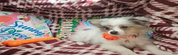 Pomeranian dogs for sale: Izza the Lovely  - Ad 2