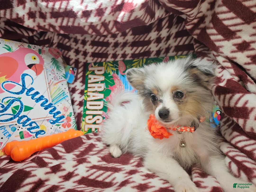Pomeranian dogs for sale: Izza the Lovely  - Ad 2