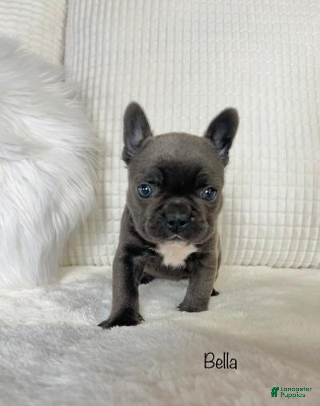 Mixed Breed dogs for sale: Bella - Ad 1