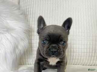 Mixed Breed dogs Bella - Ad 17