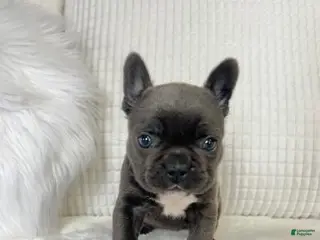 Mixed Breed dogs Bella - Ad 26