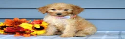 Goldendoodle dogs for sale: Olivia - Ad 7