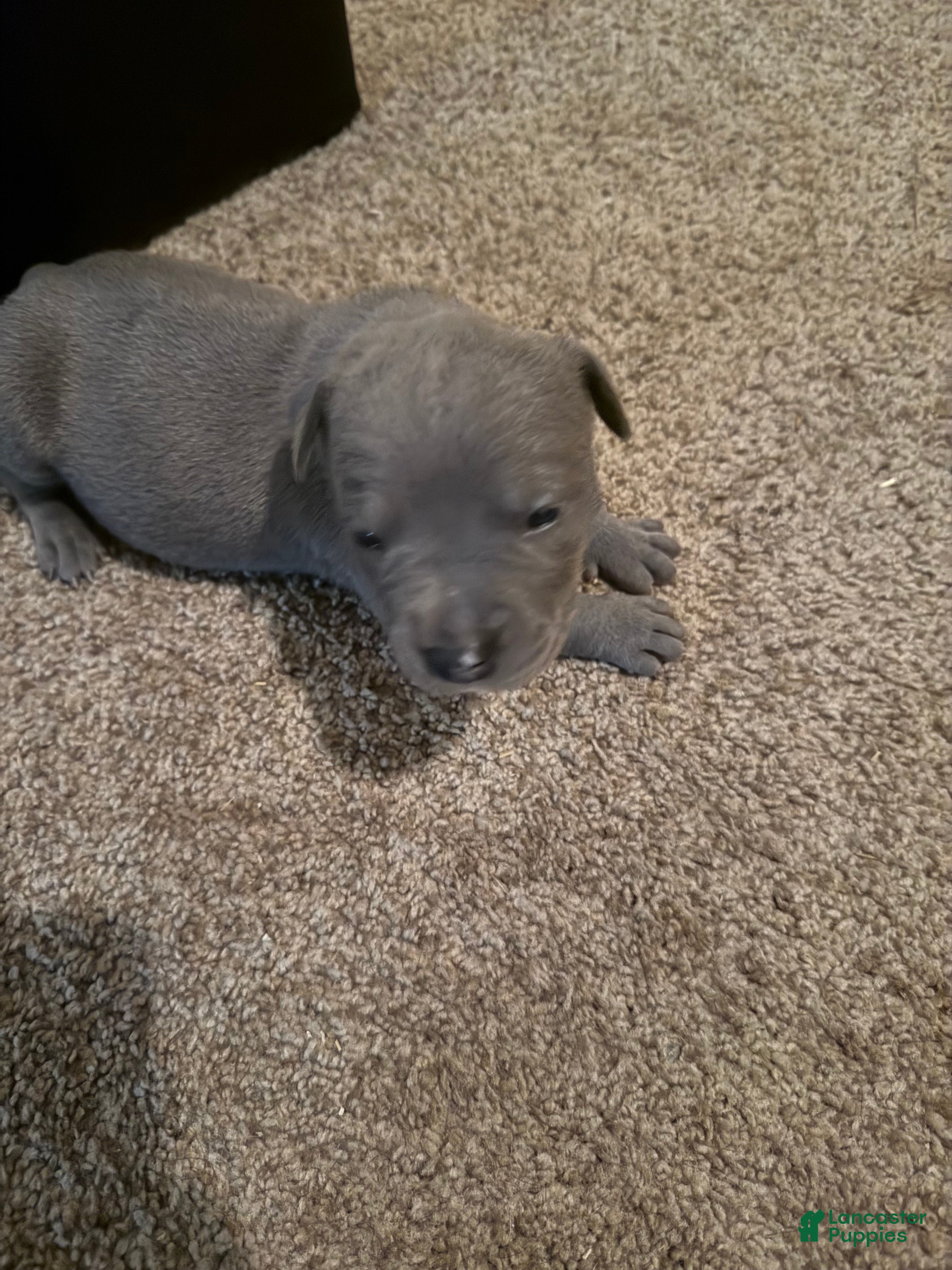 American Bully dogs American Bully Puppy 1 - Ad 1
