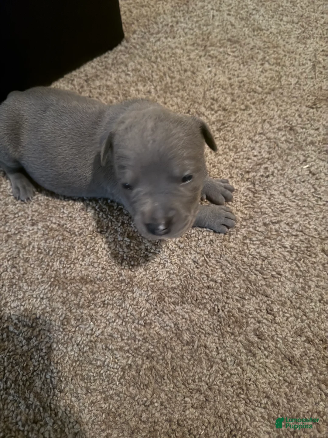 American Bully dogs for sale: American Bully Puppy 1 - Ad 1