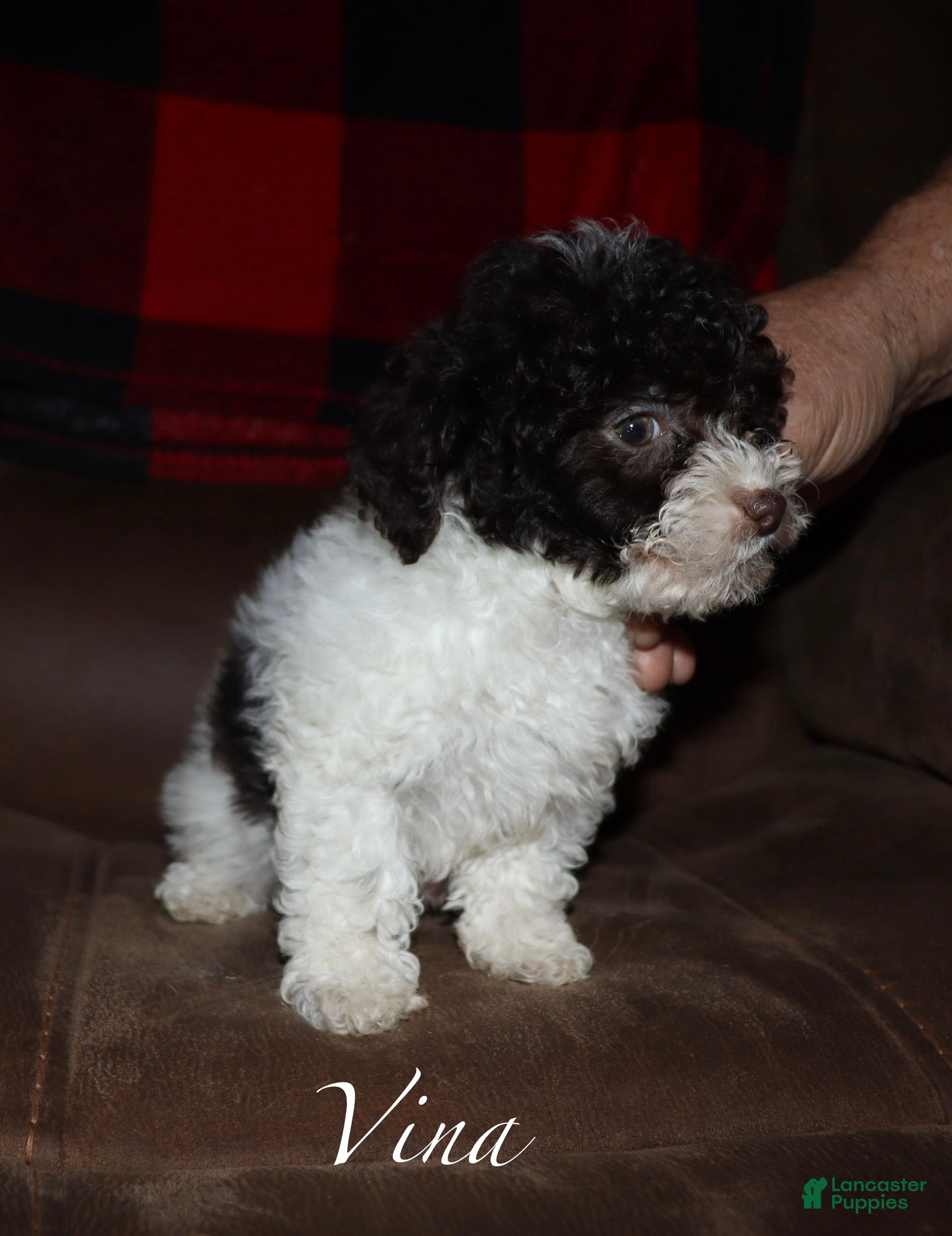 Toy Poodle dogs Vina - Ad 15