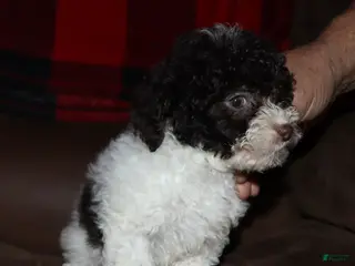 Toy Poodle dogs Vina - Ad 15