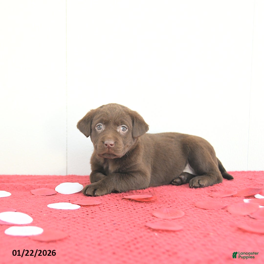 Labrador Retriever dogs for sale: Nova - Ad 4